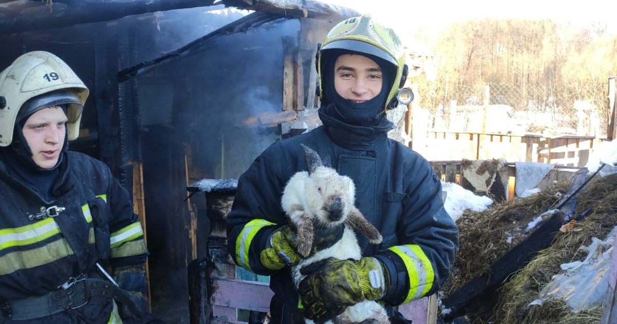 Пожарные спасли кролика из огня