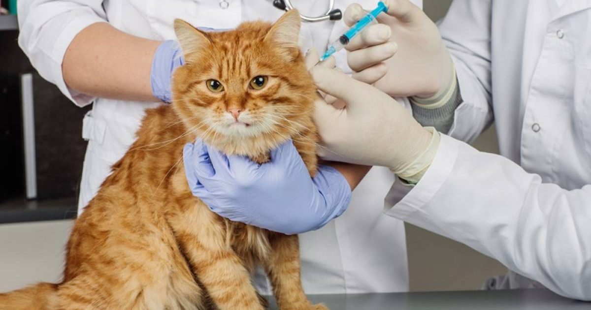 кошке делают прививку