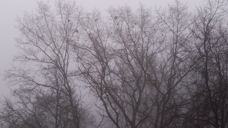 туман осень деревья птицы